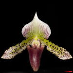 Cypripedium 7065 La serre aux orchidées, Ollioules février 2022.